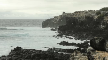 Corriente de Humboldt: el viaje de la ballena
