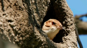 Estructuras animales