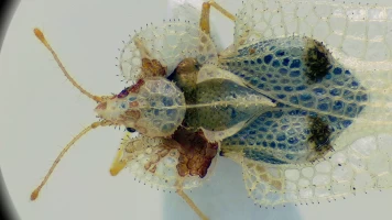 Insecticidas, licencia para matar