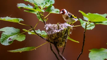 La Jayona un Nuevo Mundo Enterrado