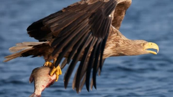 El delta del Oder. Un espacio natural sin frontera
