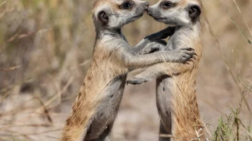 Cómo los animales hablan entre ellos