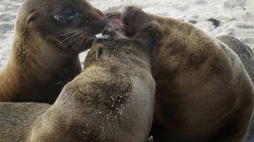 Familias animales asombrosas