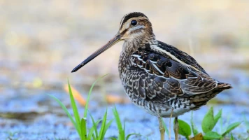 La gran estación de tránsito de las aves: el Marja
