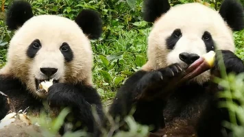 Cuatro estaciones en el reino del oso panda