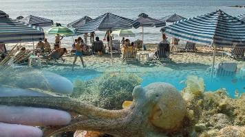 La playa, la vida salvaje alrededor de la sombrilla