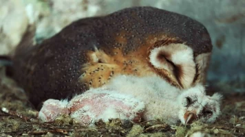 Guarderias de la naturaleza
