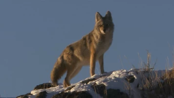 El Coyote: El Segundon De Yellowstone