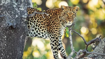 Els contes africans de la Maleika: Sobreviure al Kalahari