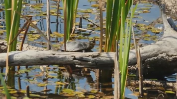 La fauna y la flora de los lagos secretos