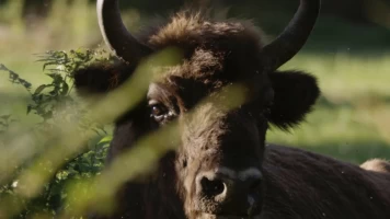 La odisea del bisonte europeo