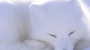 Els oasis de l'àrtic