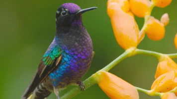 Ecuador en la cima de la biodiversidad