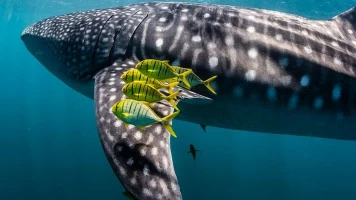Ningaloo. La maravilla del océano de Australia