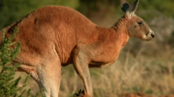 Conocer a los marsupiales