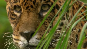 Jaguar, el rey de la jungla
