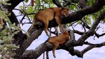 La vida en el reino animal