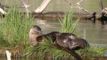 Un año en la vida de una nutria