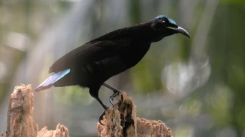 Los orígenes de la Australia tropical