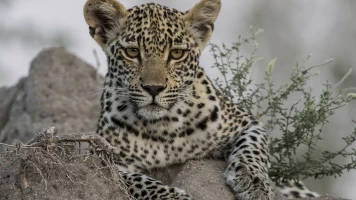 El juego de tronos de los leopardos