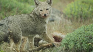 Migraciones animales épicas: La Patagonia