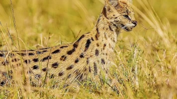 Las criaturas secretas de África