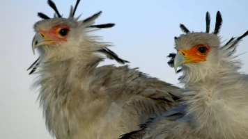 Grandes especies de África