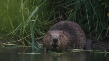 Castor, un superhéroe de la naturaleza