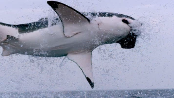 Los supervivientes definitivos de la naturaleza