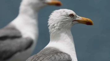 Las islas salvajes de Lanzarote