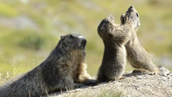 El clan de las marmotas