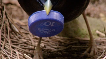 Profesiones salvajes