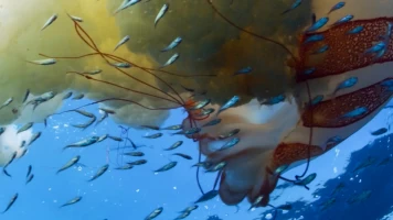 El mundo de los oceanos