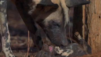 Save Valley: Un milagro salvaje