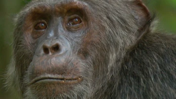 Los animales más salvajes del planeta