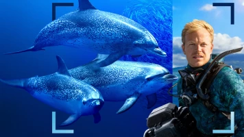 Delfines en primer plano con Bertie Gregory