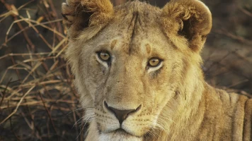 Juego de leones
