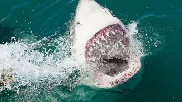 Zona de peligro: tiburones