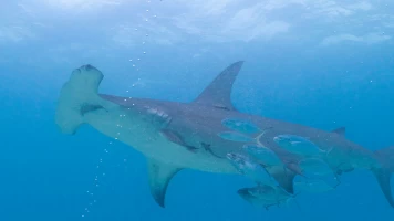 Tiburones vs. Ross Edgley