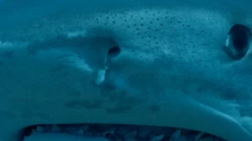 Tiburones colosales