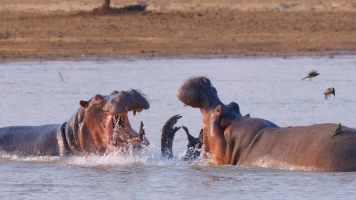 Especial animales letales de África: Contienda en la orilla