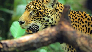Jaguar: icono de la jungla de Guyana