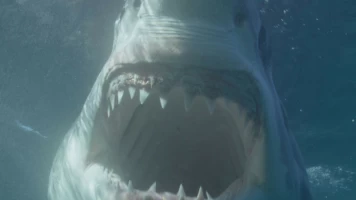 Canadá: hogar del tiburón blanco