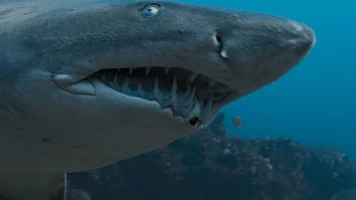 Tiburones en primer plano con Bertie Gregory