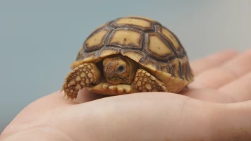 Critter fixers: Veterinarios rurales