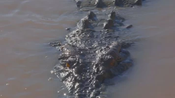 El reino del cocodrilo australiano