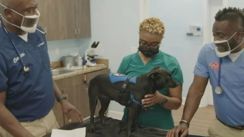 Critter Fixers: ¡Que suenen los ladridos!