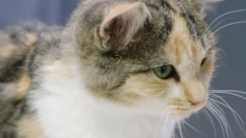 Veterinarios de Nebraska: Pacientes inesperados