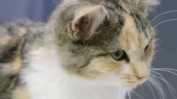 Veterinarios de Nebraska: Especial cat-atónico.