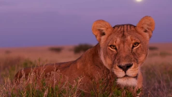 Safari letal: Batallas entre grandes felinos